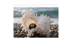 Постер AFG Profi 05072 70×50см Постер AFG Profi 05072 70×50см